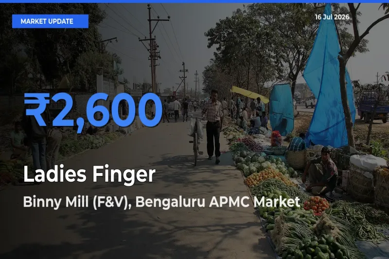 Binny Mill (F&V), Bengaluru APMC Leads as Top Mandi for Ladies Finger Prices