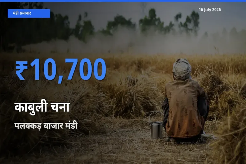 टॉप मंडी बना पलक्कड़ बाजार! काबुली चना के सबसे ऊँचे दाम यहीं दर्ज