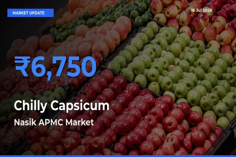 Top Performer! Nasik APMC Offers Best Chilly Capsicum Price Today