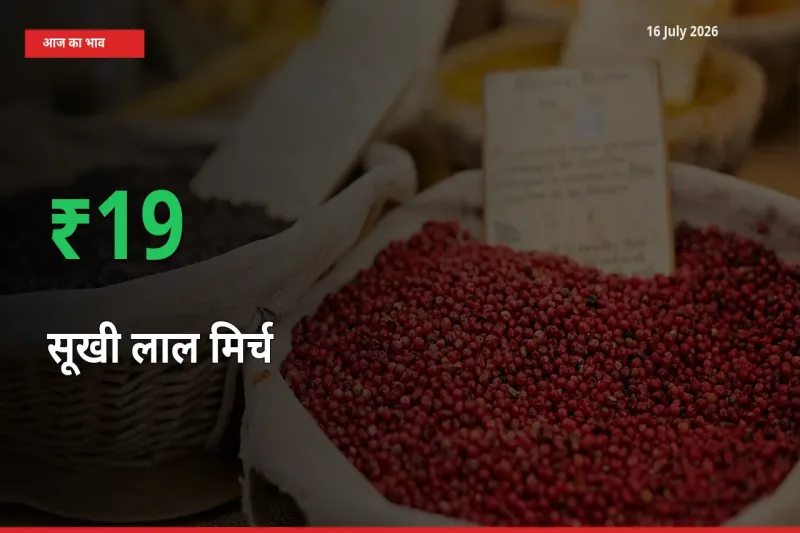 किसानों के लिए खुशखबरी! स्थानीय मंडी में सूखी लाल मिर्च 19.07% उछला