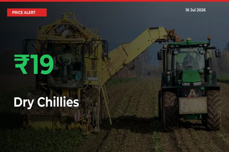 This Mandi Records 19.07% Jump in Dry Chillies Prices