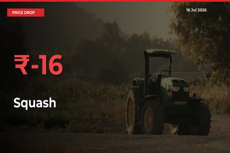 This Mandi Records 15.69% Fall in Squash Prices