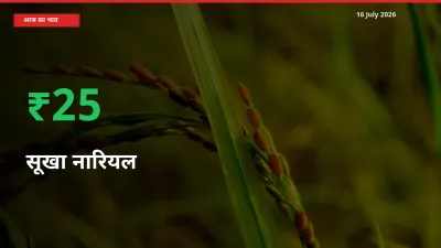 तेज़ तेजी! मंडी में सूखा नारियल के दाम 24.91% चढ़े