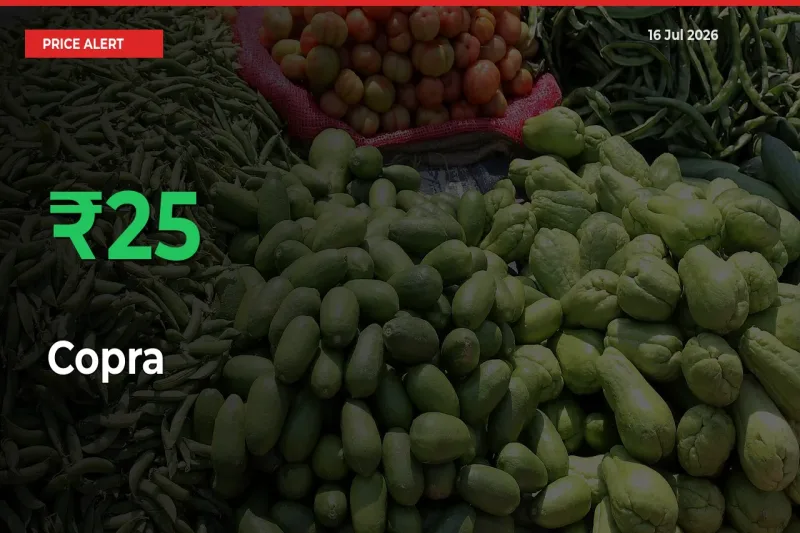 Why Copra Prices Rose 24.91% in a Day at Mandis