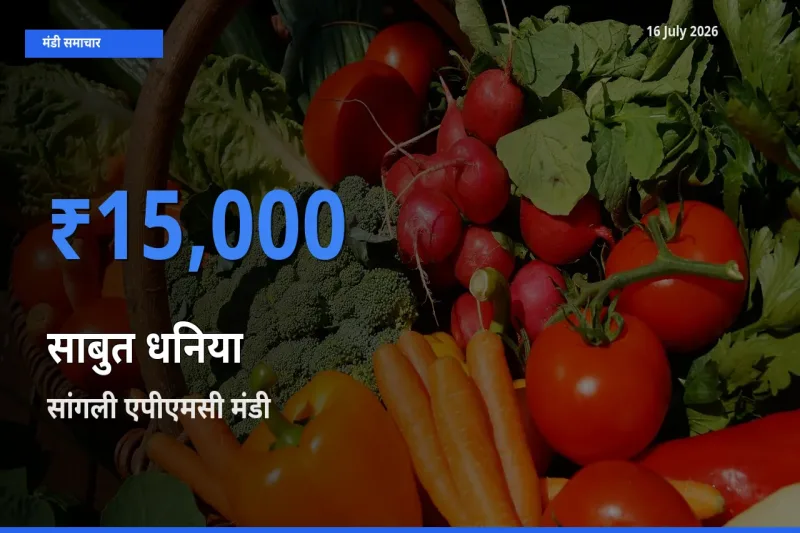 आज साबुत धनिया के सबसे ज़्यादा दाम सांगली एपीएमसी मंडी में दर्ज