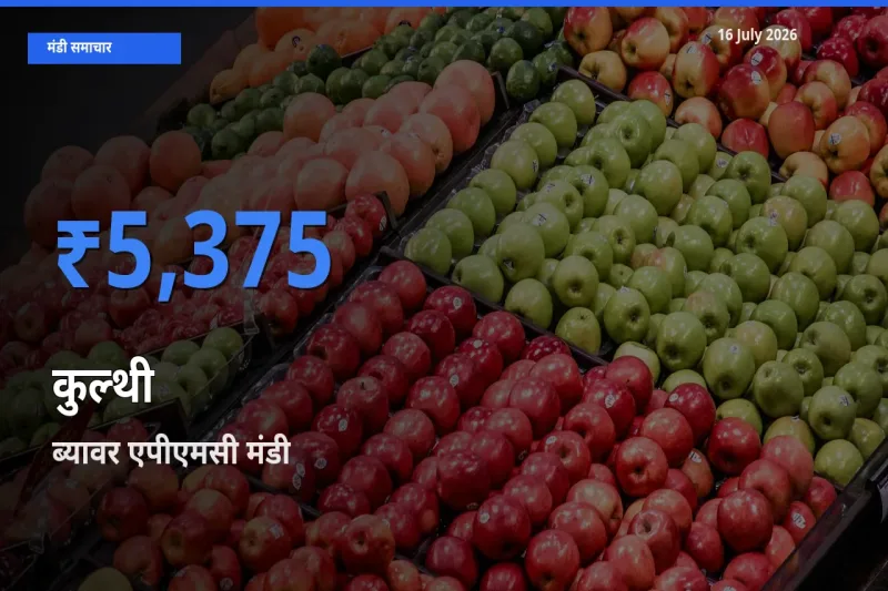 टॉप मंडी बना ब्यावर एपीएमसी! कुल्थी के सबसे ऊँचे दाम यहीं दर्ज