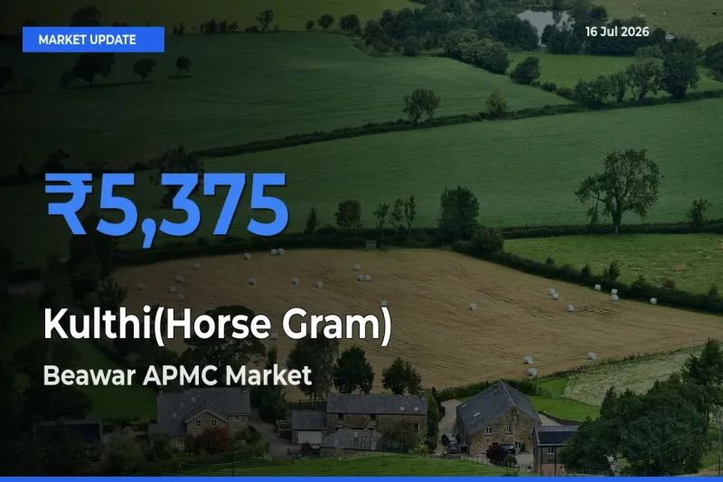 Beawar APMC Leads as Top Mandi for Kulthi(Horse Gram) Prices