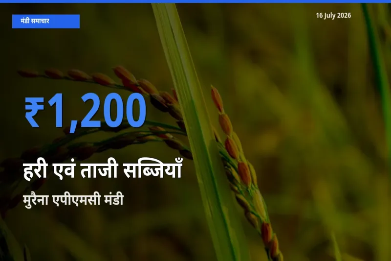 मुरैना एपीएमसी मंडी में हरी एवं ताजी सब्जियाँ ₹1,200 पर पहुँचा – आज का सर्वोच्च भाव