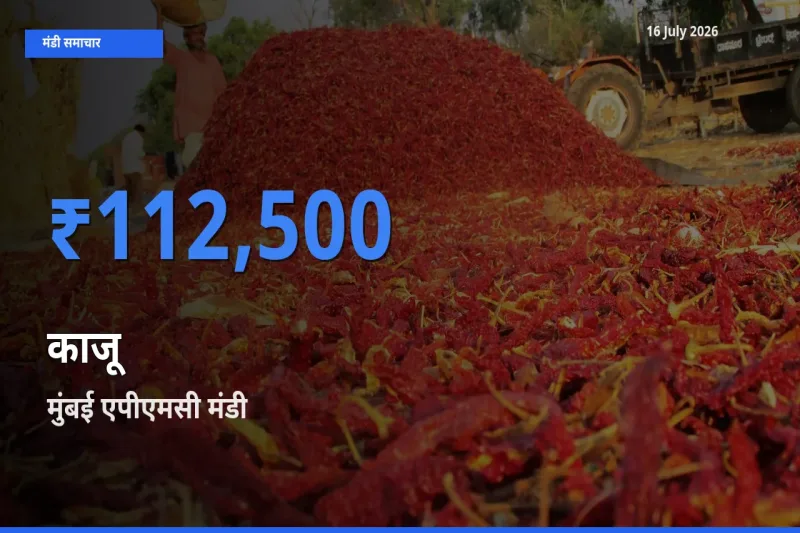 आज काजू के सबसे ज़्यादा दाम मुंबई एपीएमसी मंडी में दर्ज