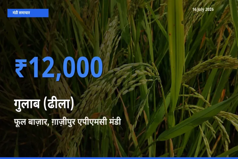 आज गुलाब (ढीला) के सबसे ऊँचे दाम ₹12,000 फूल बाज़ार, ग़ाज़ीपुर एपीएमसी मंडी में