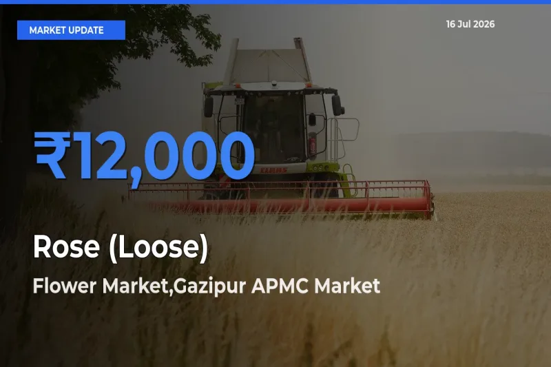 Flower Market,Gazipur APMC Tops Rose (Loose) Mandi Rates Today