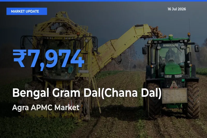Bengal Gram Dal(Chana Dal) Mandi Rate Today: Agra APMC Tops the List