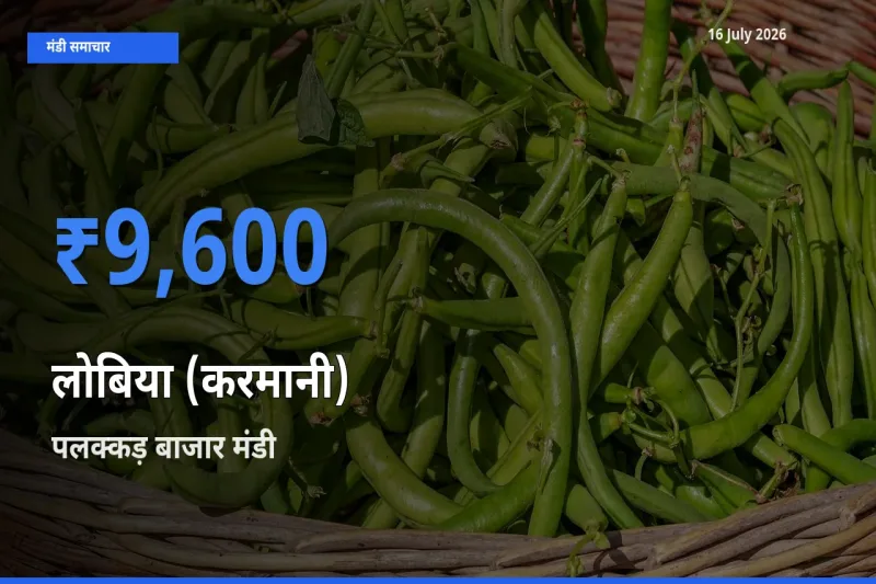 पलक्कड़ बाजार मंडी में लोबिया (करमानी) ₹9,600 पर पहुँचा – आज का सर्वोच्च भाव