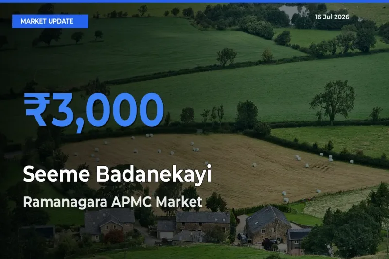 Ramanagara APMC Tops Seeme Badanekayi Mandi Rates Today
