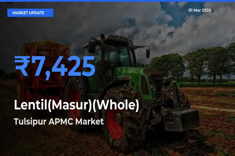 Farmers Prefer Tulsipur APMC as Lentil(Masur)(Whole) Hits Highest Rate