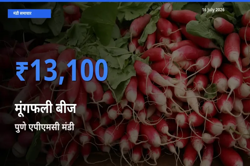 आज मूंगफली बीज के सबसे ज़्यादा दाम पुणे एपीएमसी मंडी में दर्ज