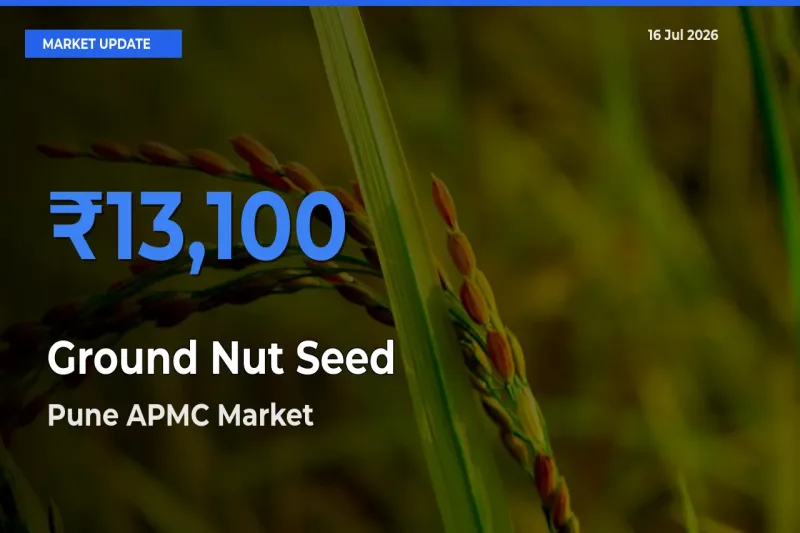 Farmers Prefer Pune APMC as Ground Nut Seed Hits Highest Rate
