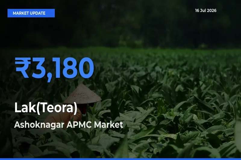 Ashoknagar APMC Emerges as Top Mandi for Lak(Teora) Prices Today