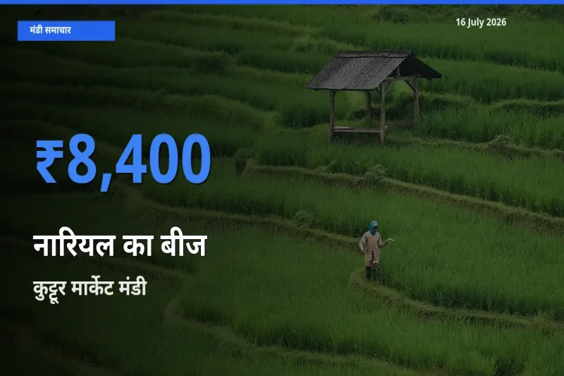 कुट्टूर मार्केट मंडी में नारियल का बीज ₹8,400 पर पहुँचा – आज का सर्वोच्च भाव