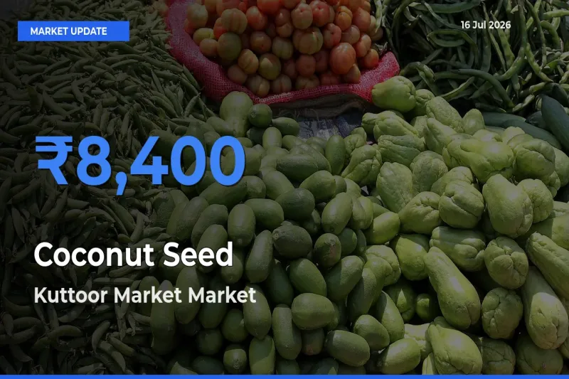 Top Performer! Kuttoor Market Offers Best Coconut Seed Price Today