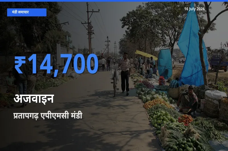 प्रतापगढ़ एपीएमसी मंडी में आज अजवाइन के सबसे ऊँचे दाम दर्ज