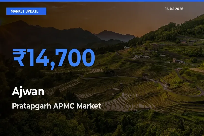Pratapgarh APMC Emerges as Top Mandi for Ajwan Prices Today