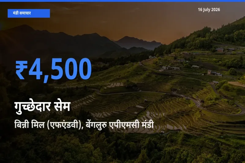 आज गुच्छेदार सेम के सबसे ज़्यादा दाम बिन्नी मिल (एफएंडवी), बेंगलुरु एपीएमसी मंडी में दर्ज