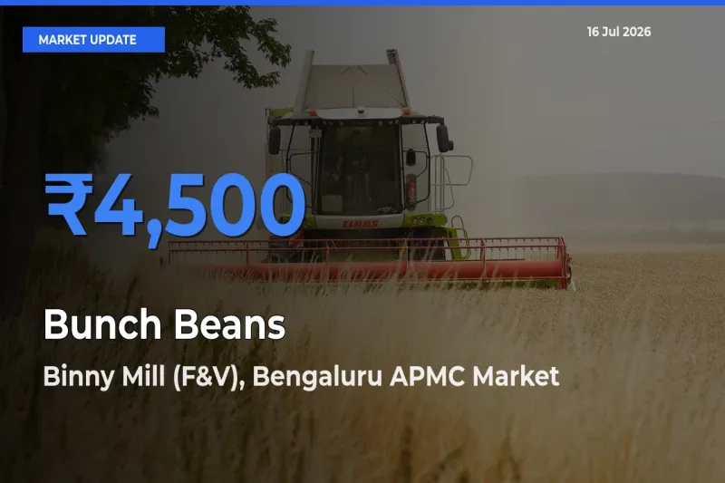 Binny Mill (F&V), Bengaluru APMC Tops Bunch Beans Mandi Rates Today