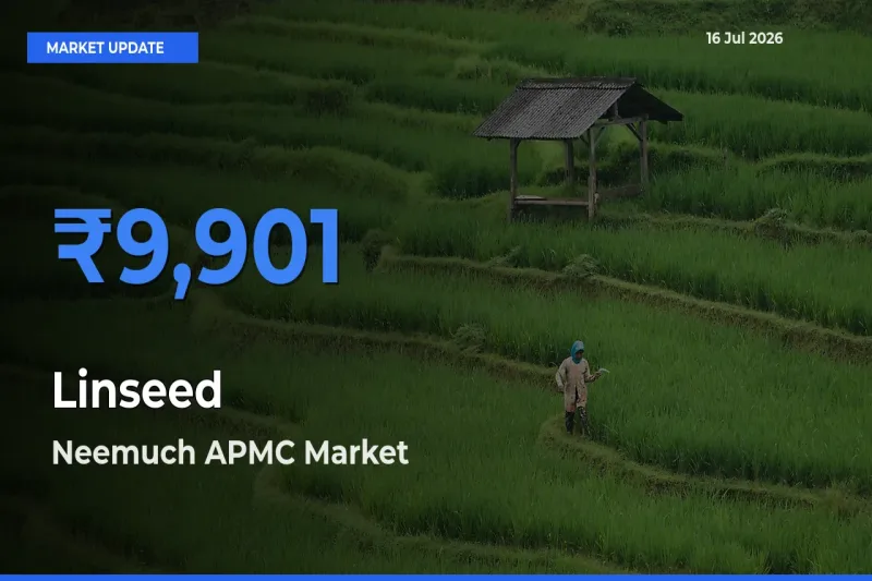 Linseed Mandi Rate Today: Neemuch APMC Tops the List