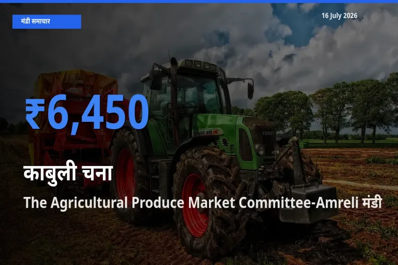 आज काबुली चना के सबसे ज़्यादा दाम The Agricultural Produce Market Committee-Amreli मंडी में दर्ज