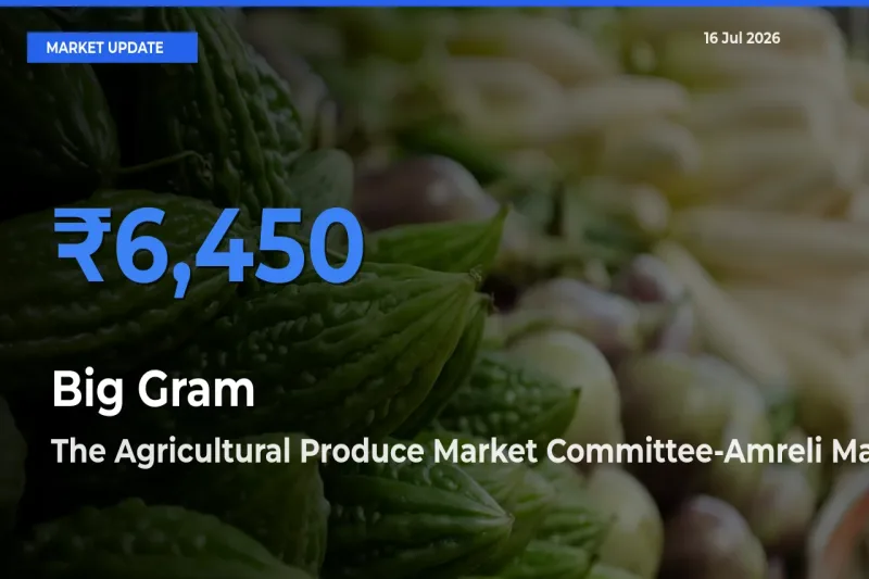 Big Gram Mandi Rate Today: The Agricultural Produce Market Committee-Amreli Tops the List