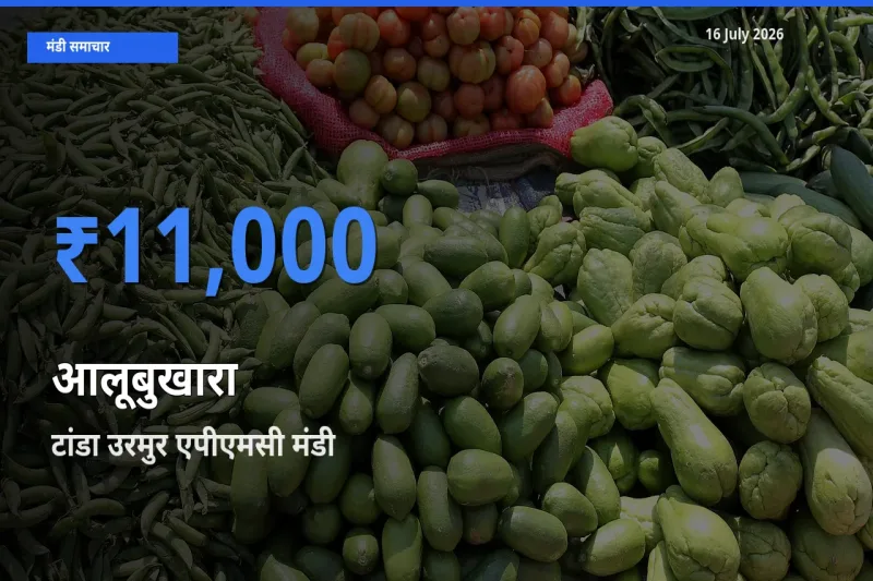 आज का मंडी भाव: आलूबुखारा के सबसे ज़्यादा दाम टांडा उरमुर एपीएमसी में