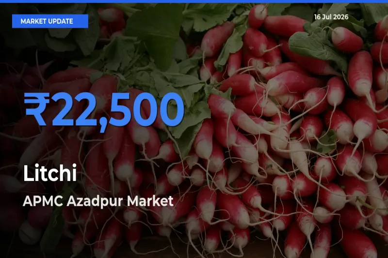 APMC Azadpur Records Highest ₹22,500 Rate for Litchi