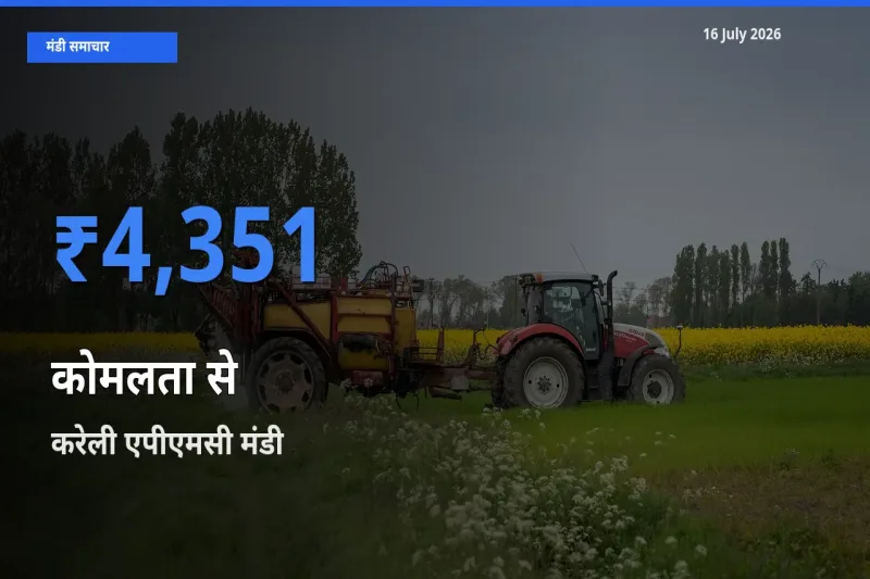 करेली एपीएमसी में कोमलता से का आज सबसे ऊँचा भाव