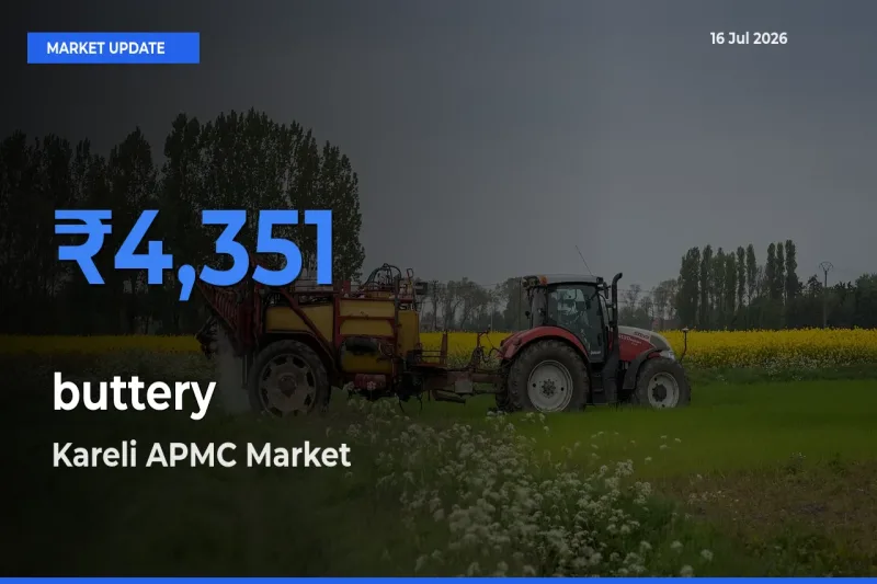 Kareli APMC Offers ₹4,351 – Highest buttery Rate Today