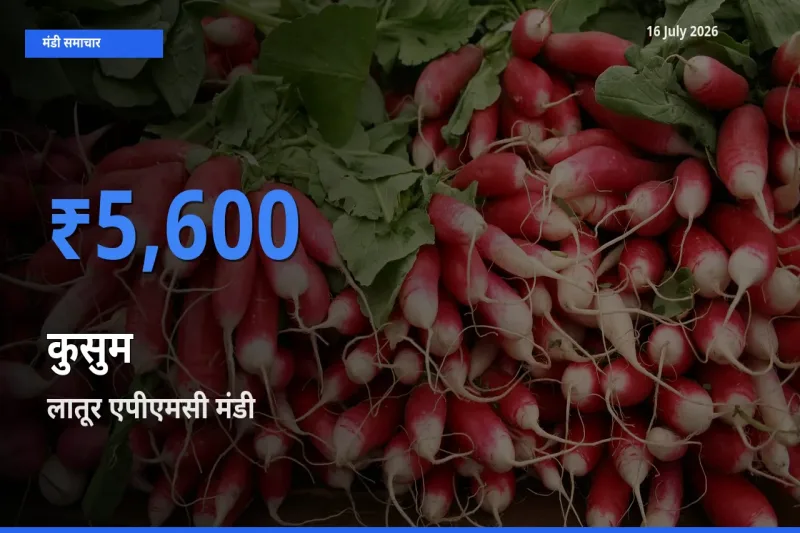 लातूर एपीएमसी में कुसुम का आज सबसे ऊँचा भाव