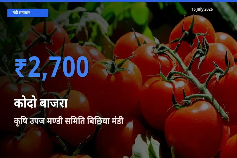टॉप मंडी बना कृषि उपज मण्डी समिति बिछिया! कोदो बाजरा के सबसे ऊँचे दाम यहीं दर्ज