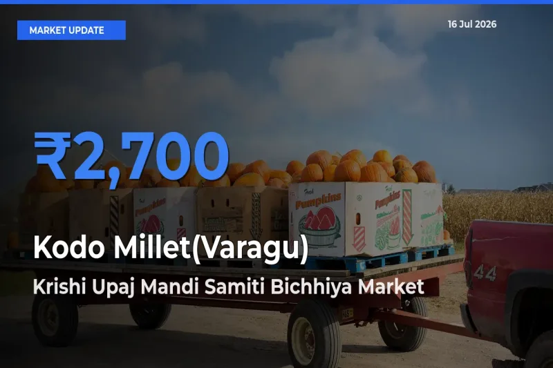 Kodo Millet(Varagu) Mandi Rate Today: Krishi Upaj Mandi Samiti Bichhiya Tops the List