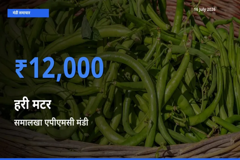 टॉप मंडी बना समालखा एपीएमसी! हरी मटर के सबसे ऊँचे दाम यहीं दर्ज