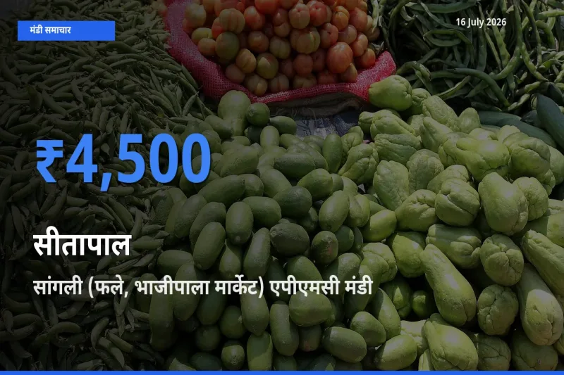 किसानों की पसंद बना सांगली (फले, भाजीपाला मार्केट) एपीएमसी, सीतापाल के सबसे अच्छे दाम
