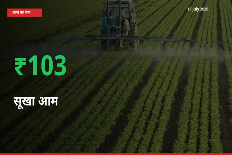 अचानक तेजी! मंडी में सूखा आम के दाम 103.28% चढ़े