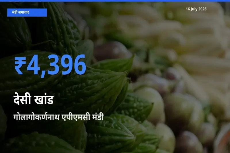 गोलागोकर्णनाथ एपीएमसी में देसी खांड का आज सबसे ऊँचा भाव