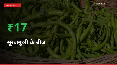 16 July अपडेट: सूरजमुखी के बीज के दाम मंडी में 16.68% उछले