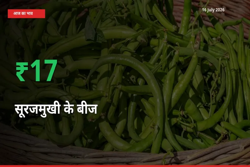 16 July अपडेट: सूरजमुखी के बीज के दाम मंडी में 16.68% उछले