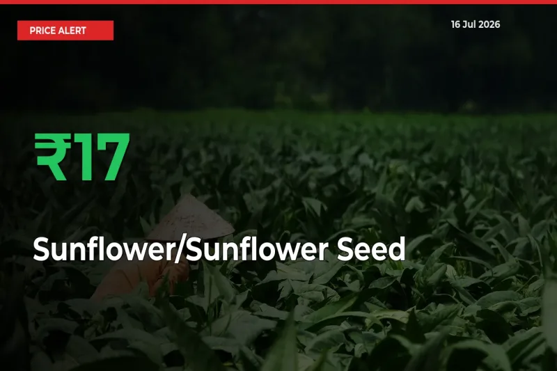 Why Sunflower/Sunflower Seed Prices Rose 16.68% in a Day at Mandis