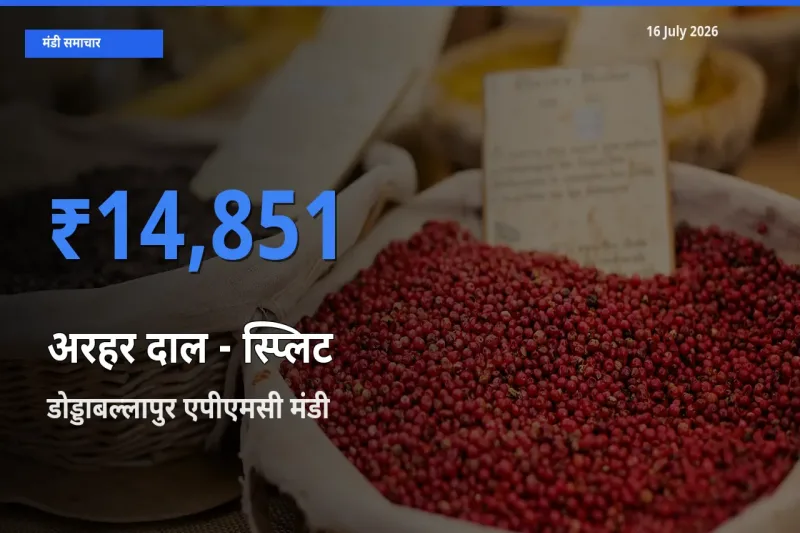 टॉप मंडी बना डोड्डाबल्लापुर एपीएमसी! अरहर दाल - स्प्लिट के सबसे ऊँचे दाम यहीं दर्ज