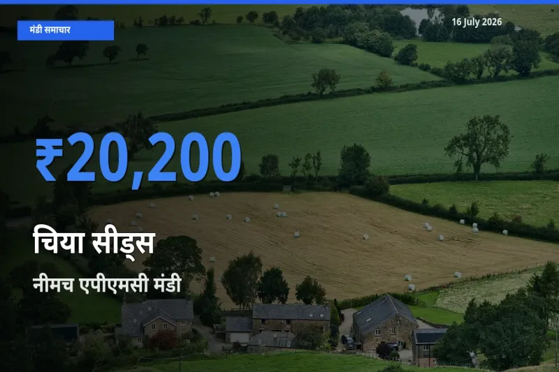 नीमच एपीएमसी मंडी में आज चिया सीड्स के सबसे ऊँचे दाम दर्ज