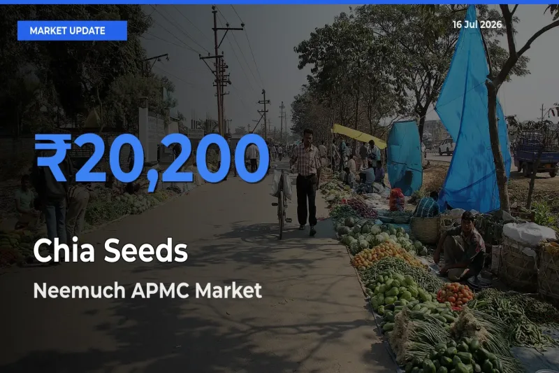 Neemuch APMC Tops Chia Seeds Rates – July 16 Market Update