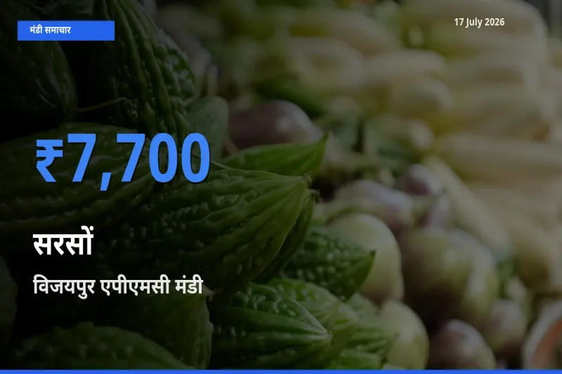 विजयपुर एपीएमसी में सरसों का आज सबसे ऊँचा भाव