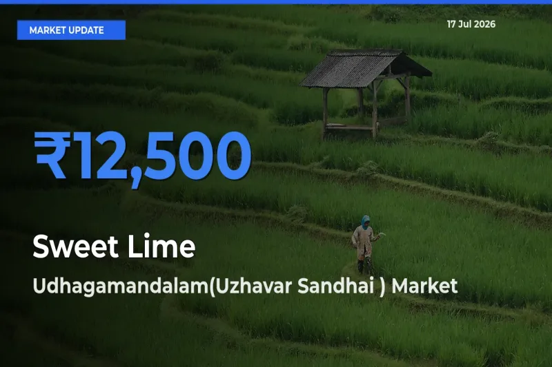 Sweet Lime Mandi Rate Today: Udhagamandalam(Uzhavar Sandhai ) Tops the List